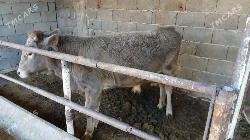 okuz - Ашхабад - img 3