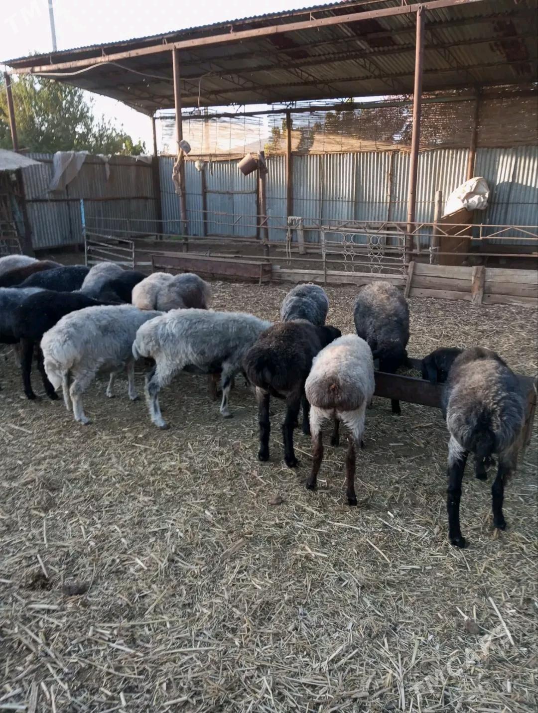 бакылан гысыр гойнлар - Мары - img 3