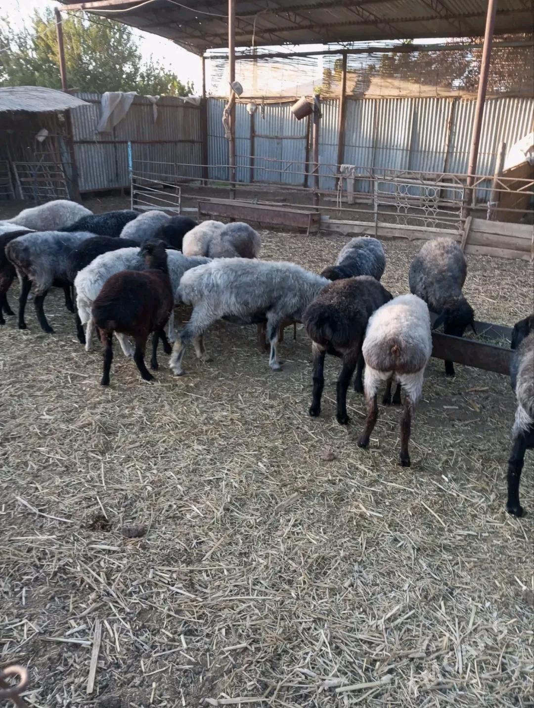 бакылан гысыр гойнлар - Мары - img 2