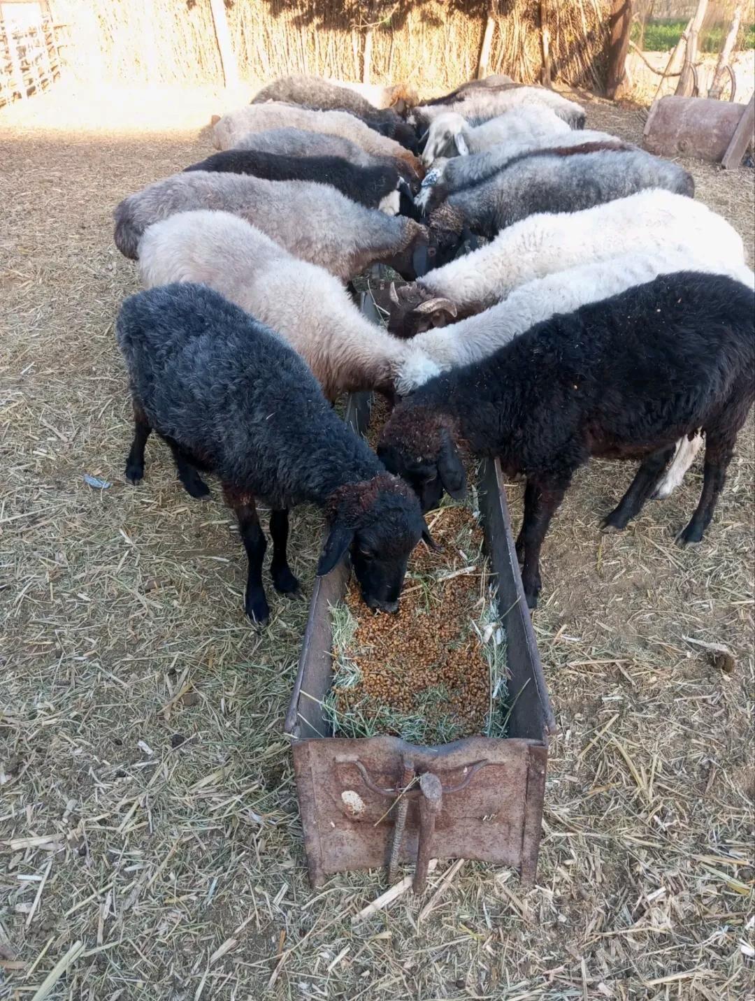 бакылан гысыр гойнлар - Мары - img 5