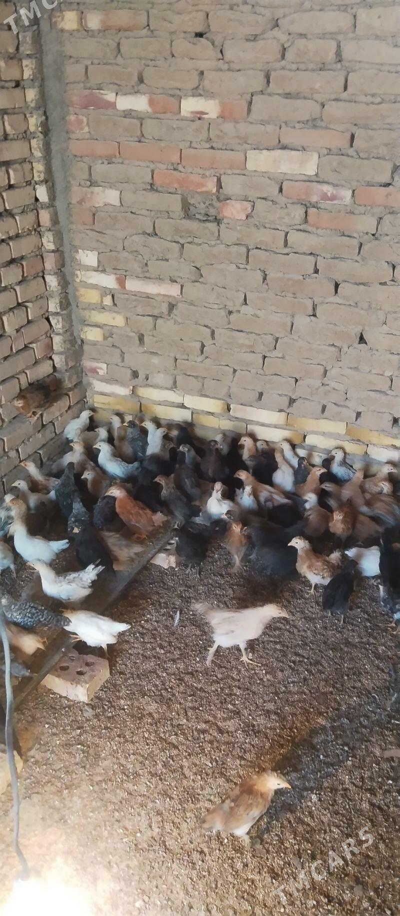 Towuk jüje - Mary - img 2