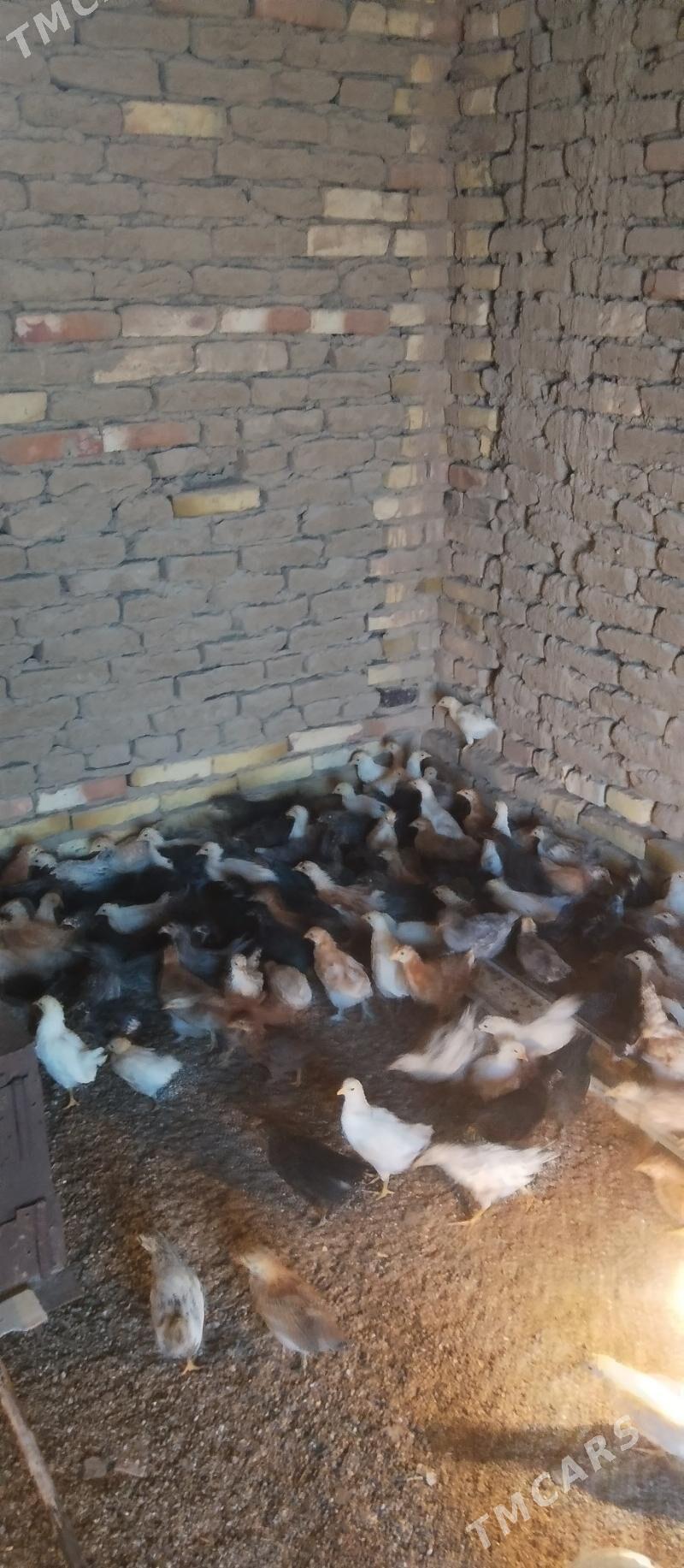 Towuk jüje - Mary - img 3