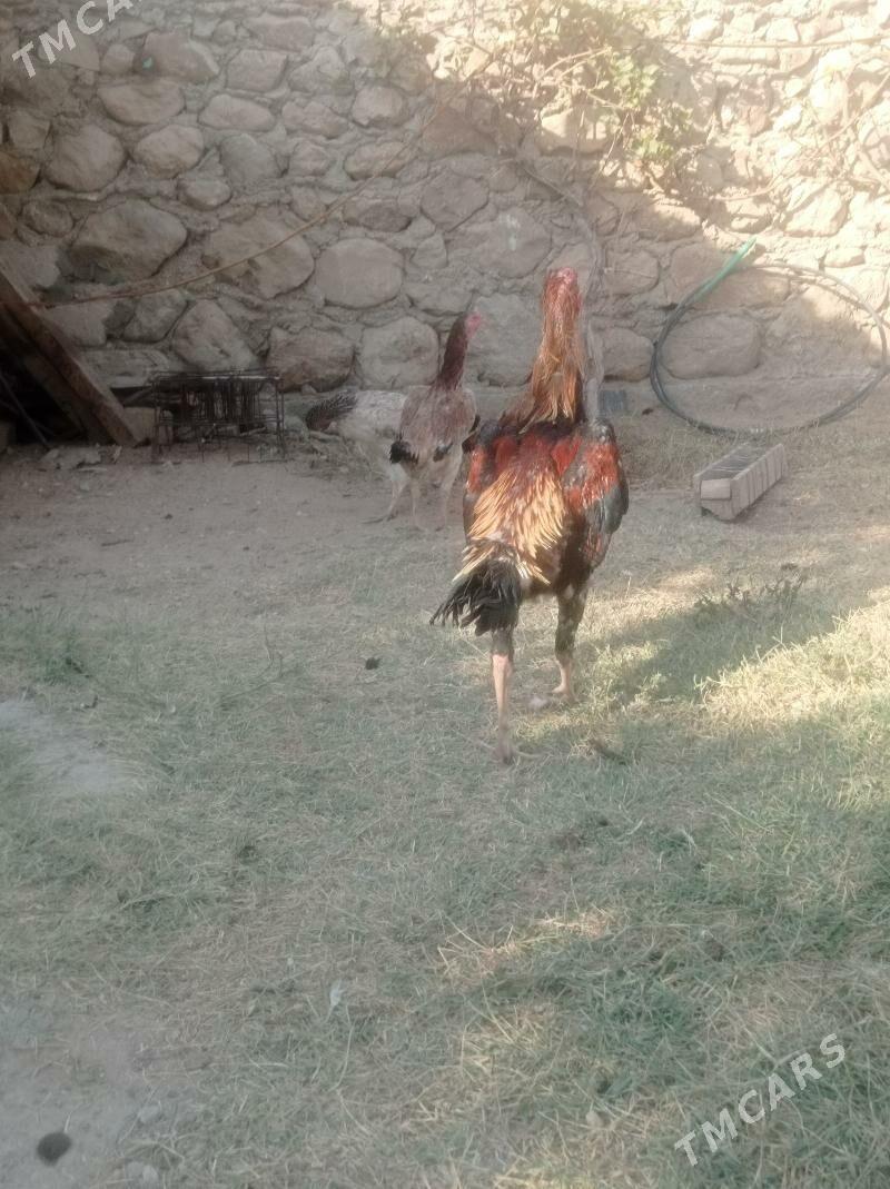 taskent horaz - Балканабат - img 4