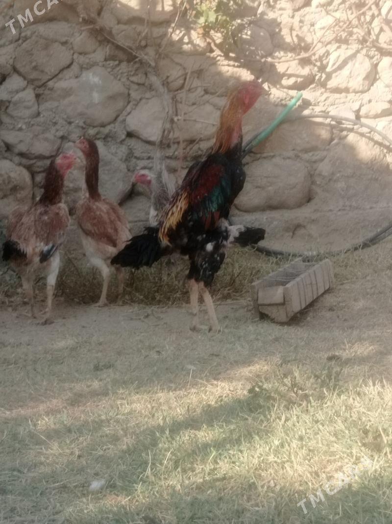 taskent horaz - Балканабат - img 1