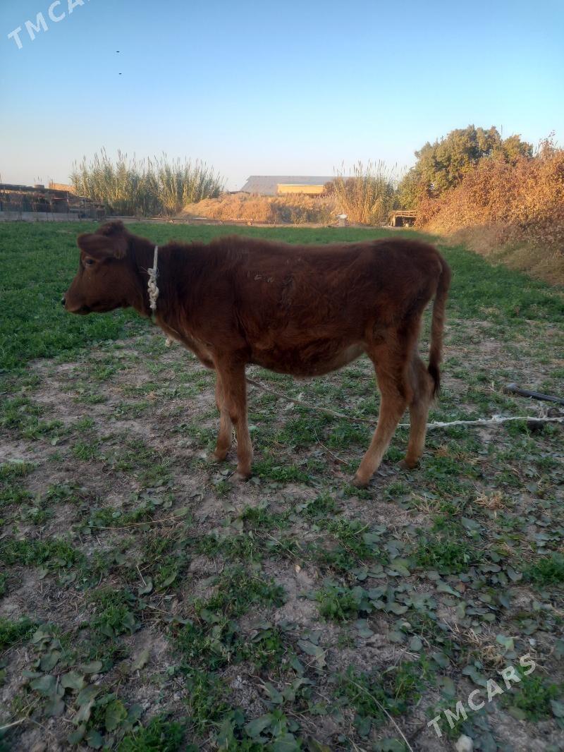 URGACY GOLE. - Чарджоу - img 3