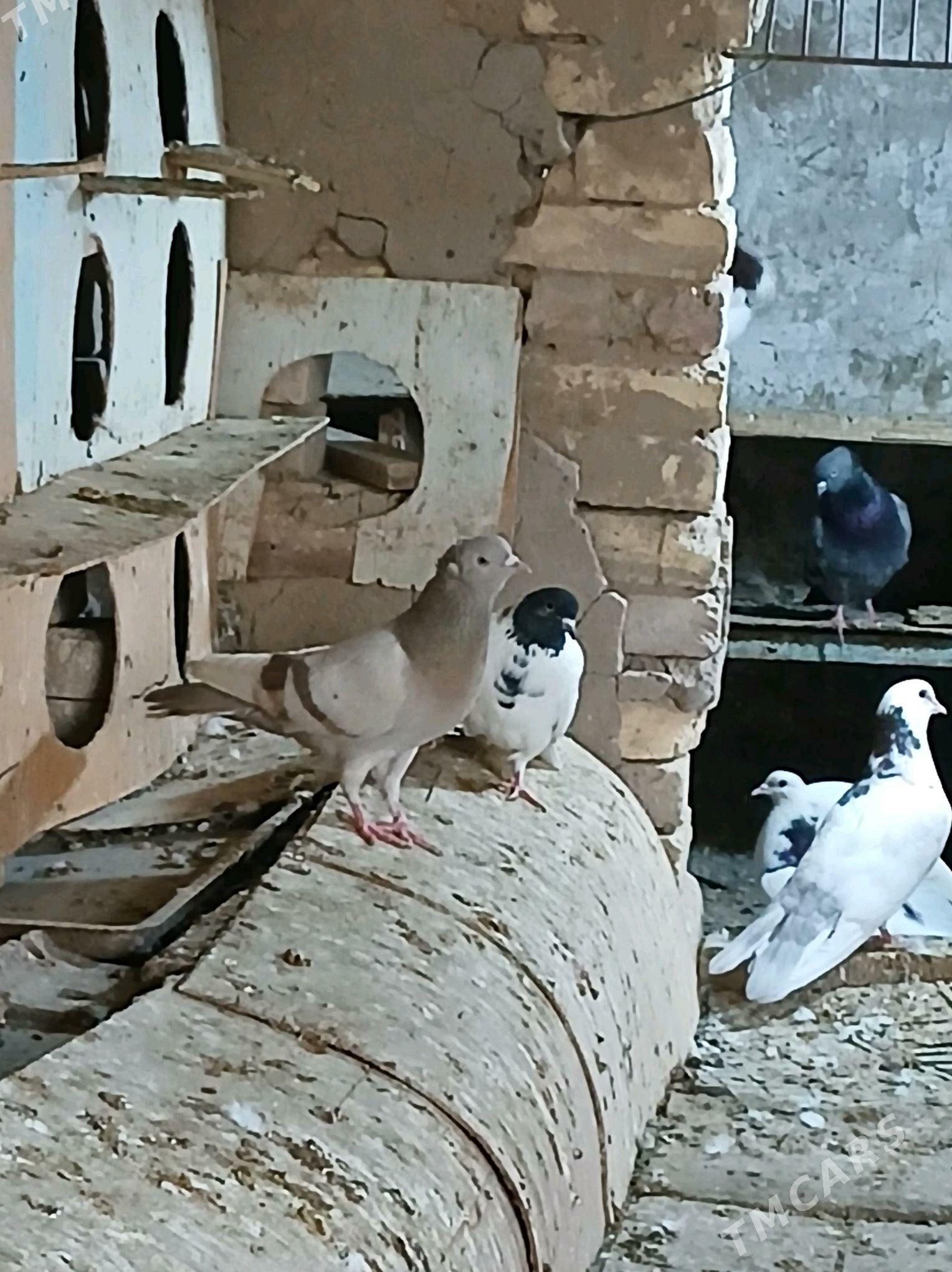 kepderi  žolty  agaran - Теджен - img 3