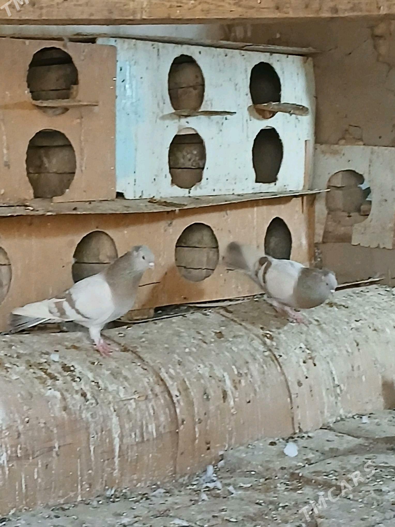 kepderi  žolty  agaran - Теджен - img 4