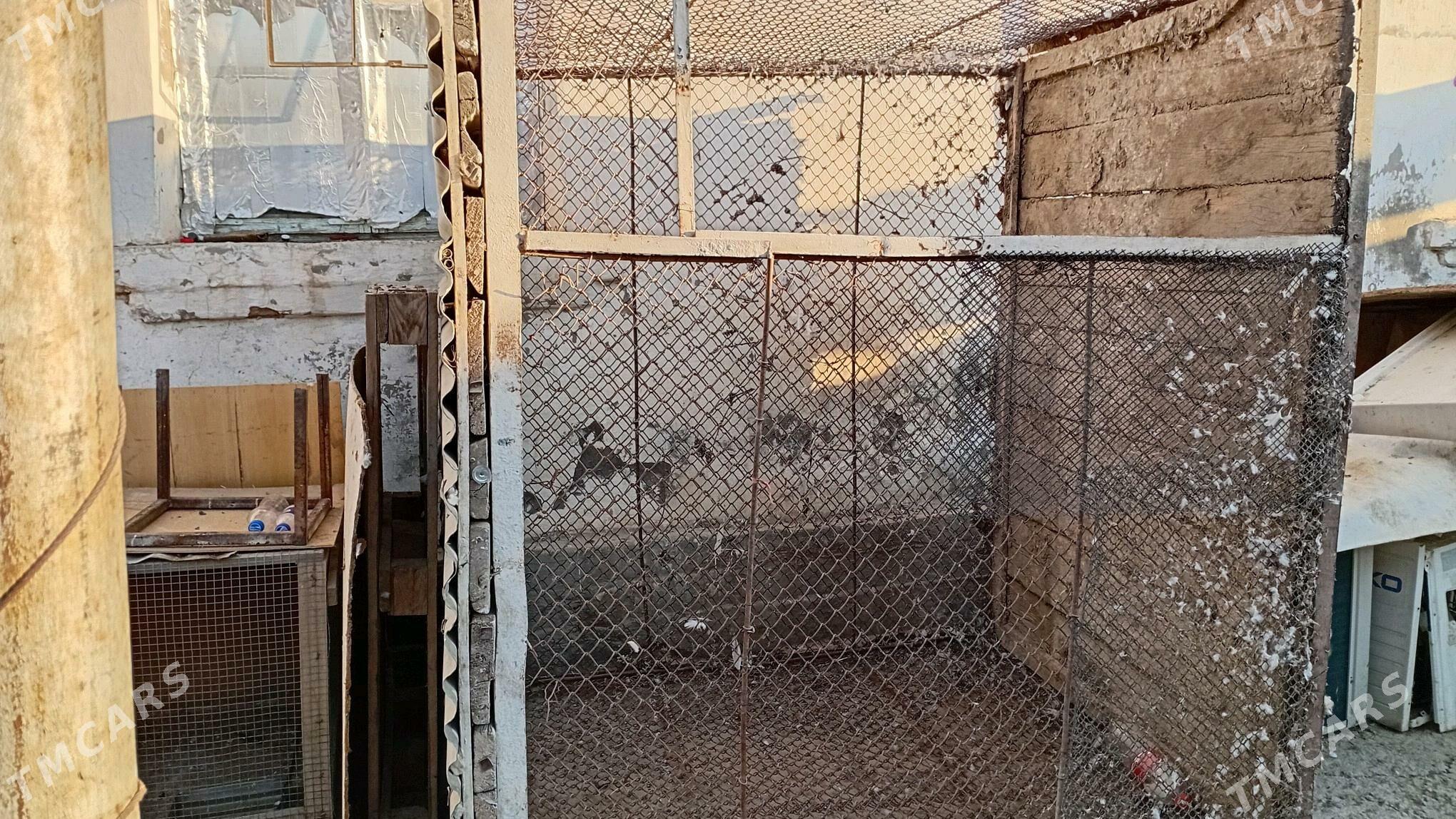 Gus ketek - Hitrowka - img 2