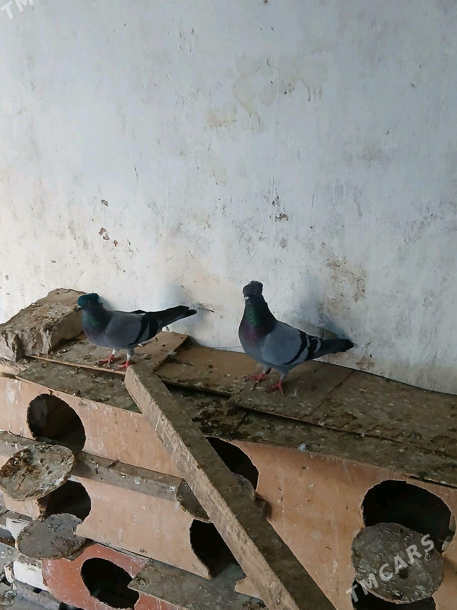 kepderi  žolty  agaran - Теджен - img 2