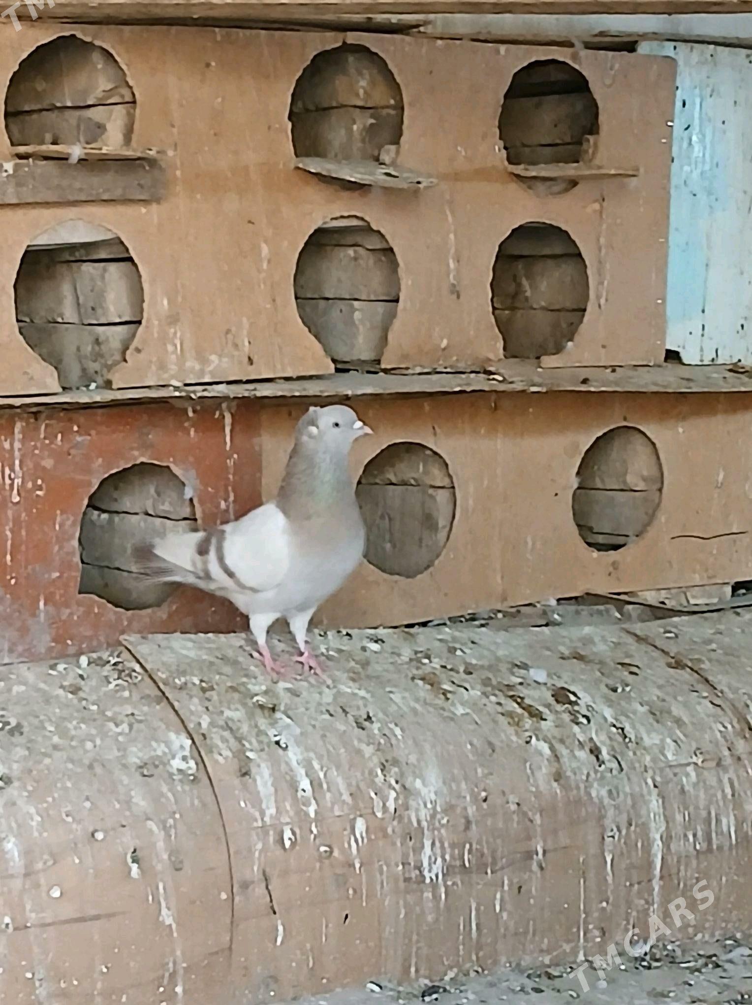 kepderi  žolty  agaran - Теджен - img 5