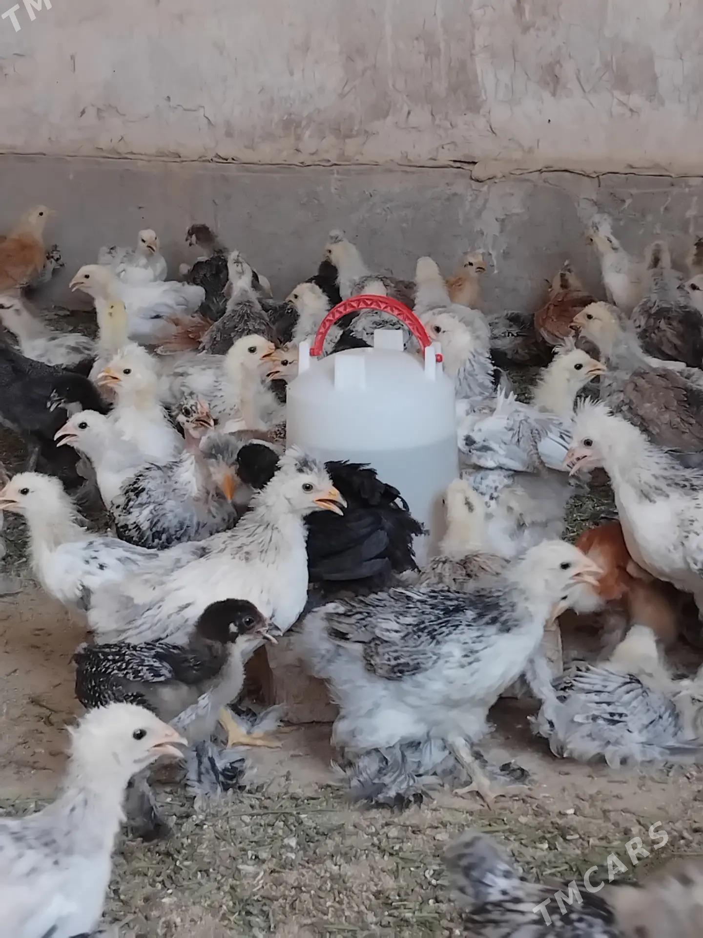 balgar juje - Kaka - img 2