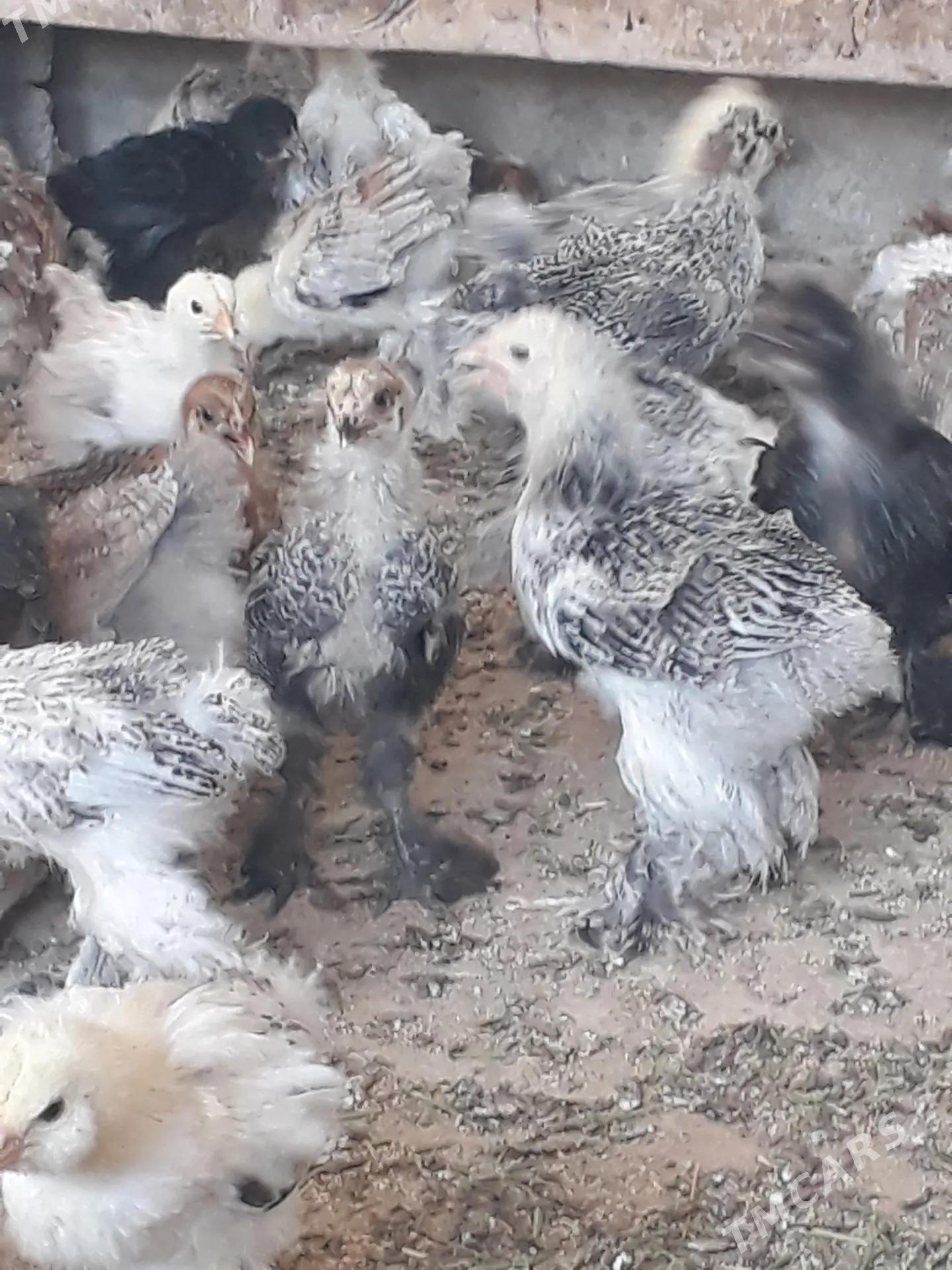 balgar juje - Kaka - img 4