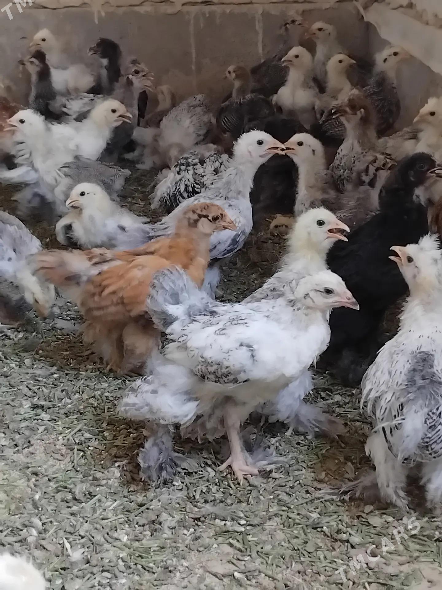 balgar juje - Kaka - img 1