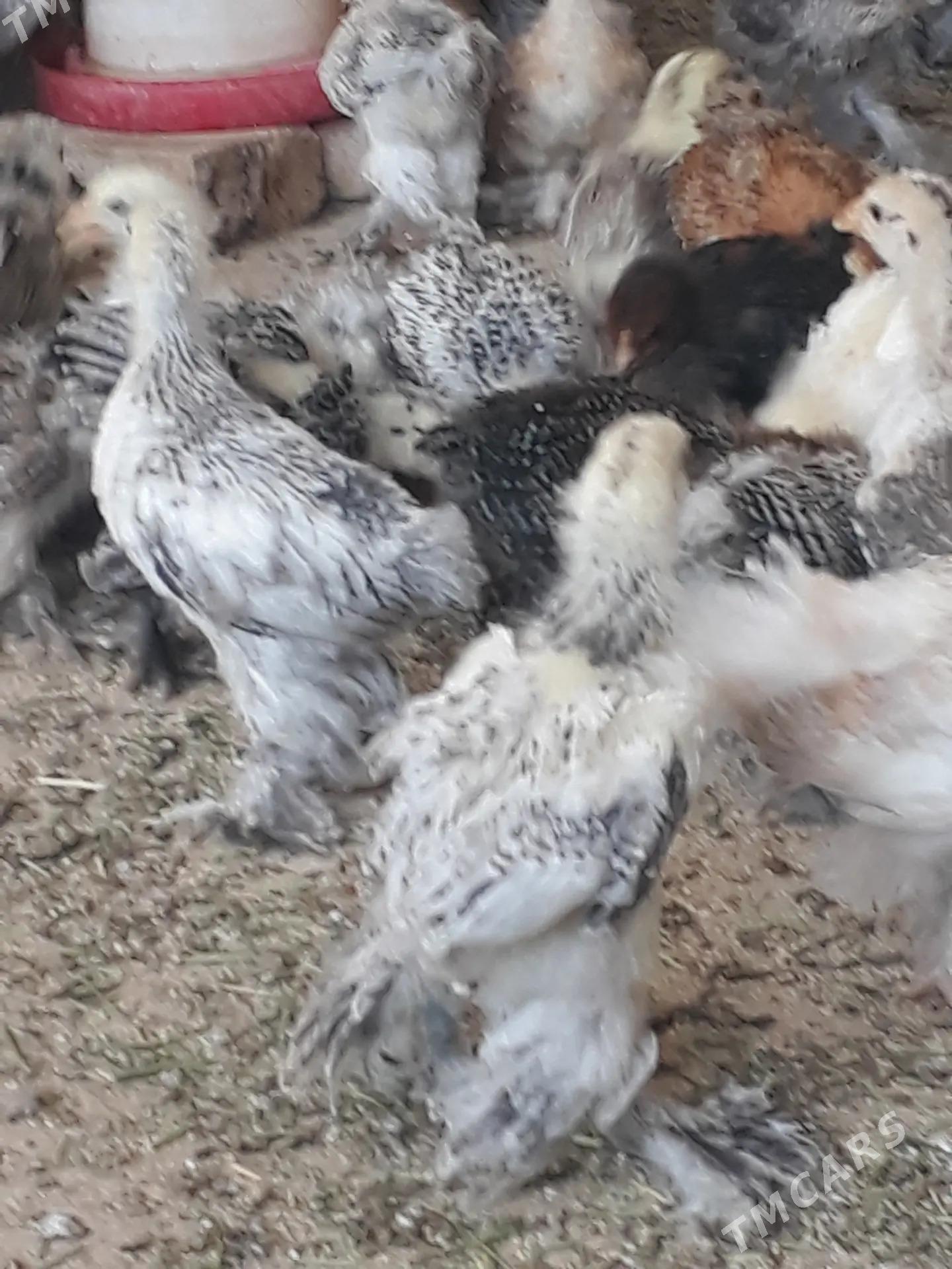 balgar juje - Kaka - img 3