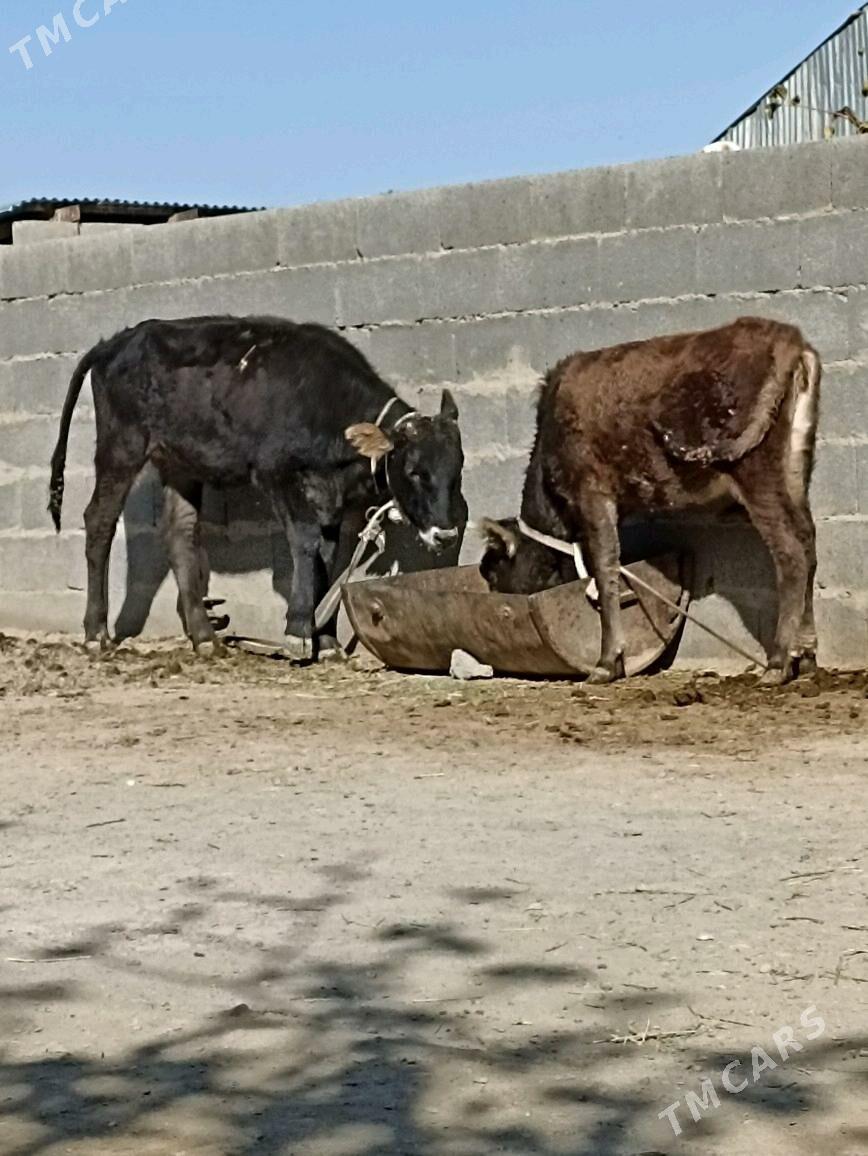 tuwe2sany - Бахарден - img 3