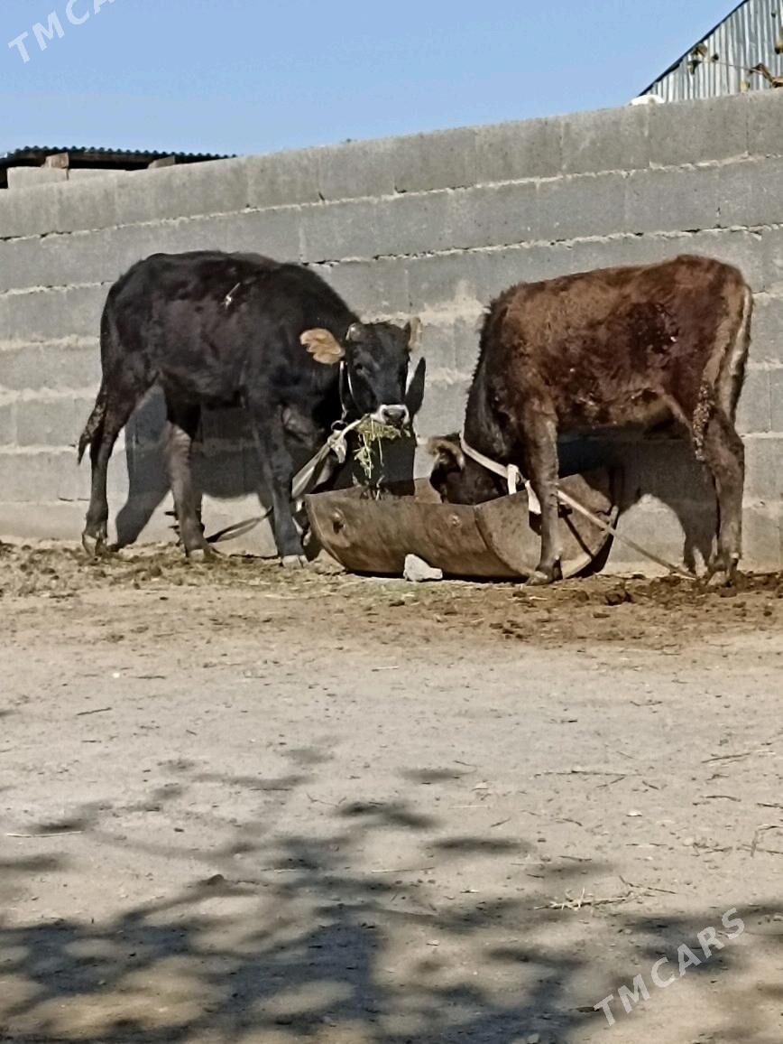 tuwe2sany - Бахарден - img 4