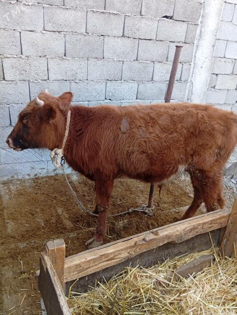 göle - Анев - img 3