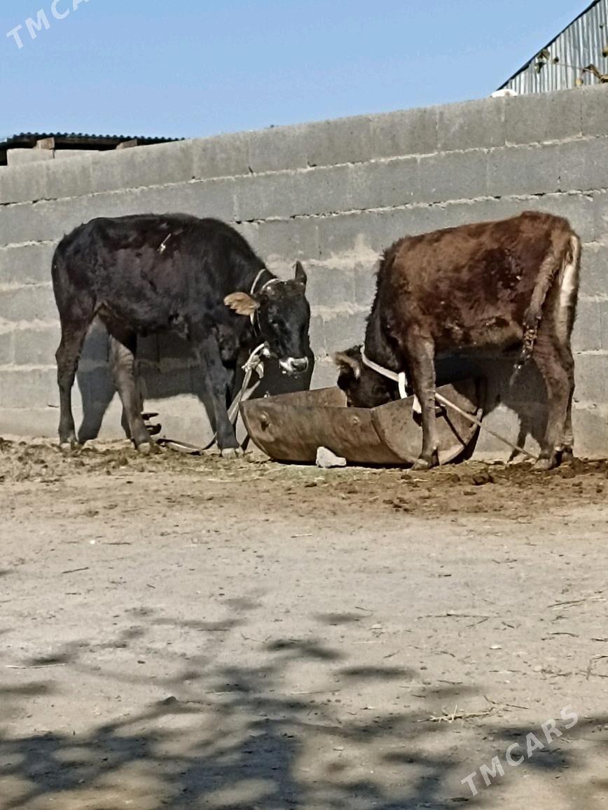 tuwe2sany - Бахарден - img 2