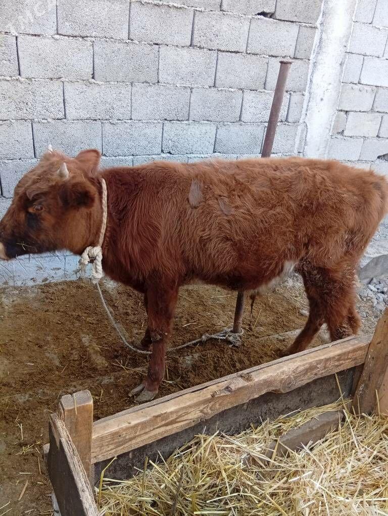 göle - Анев - img 2