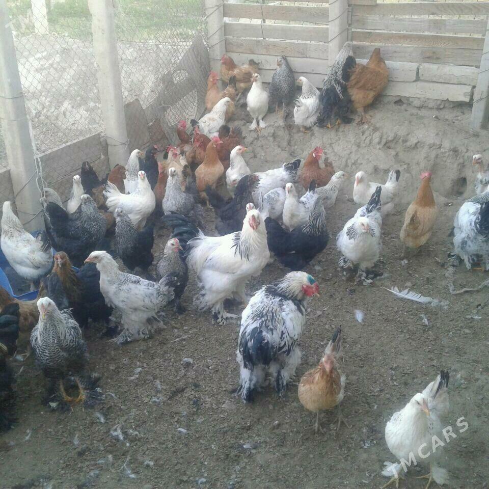 брама - Гёкдепе - img 2