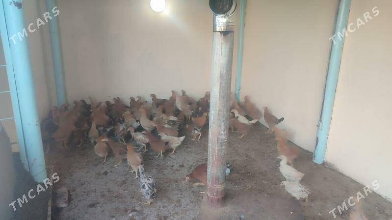 satlyk juje - Garadamak Şor - img 1