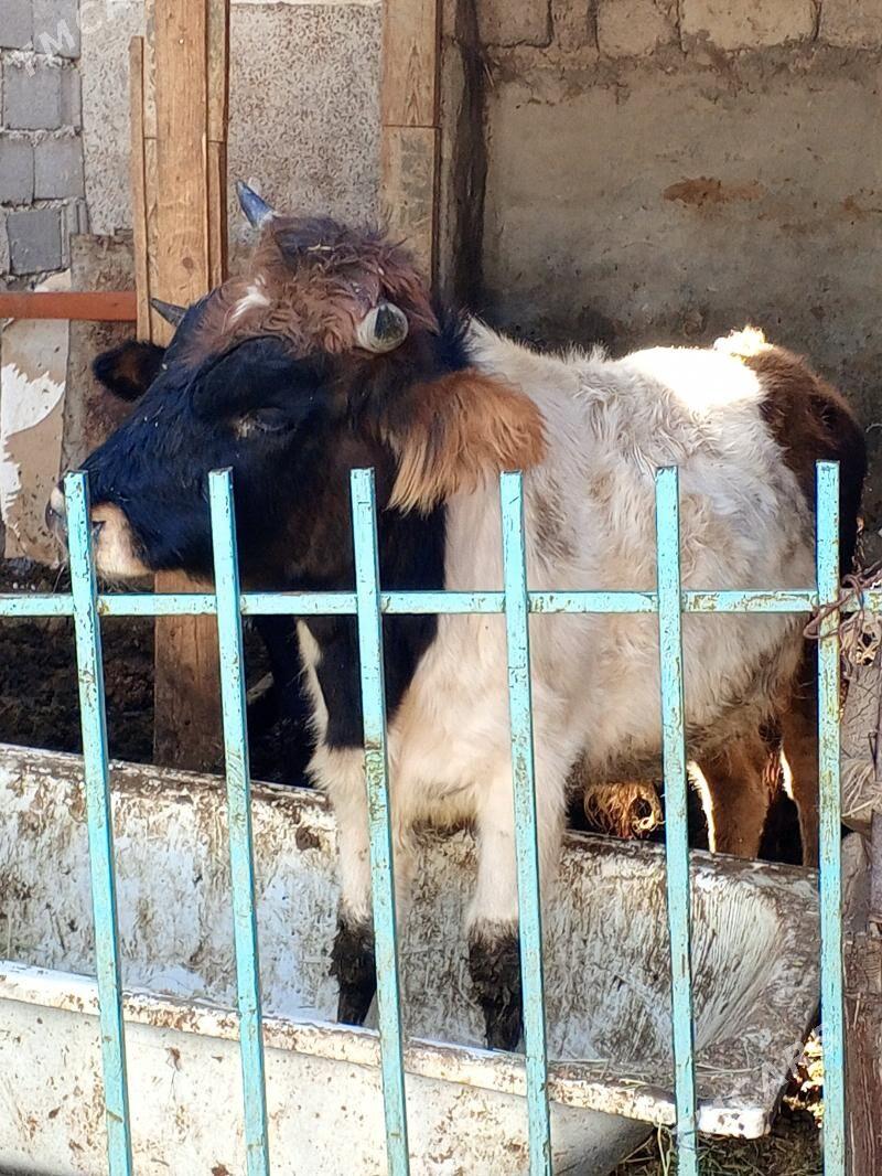 Okuz - Ашхабад - img 4