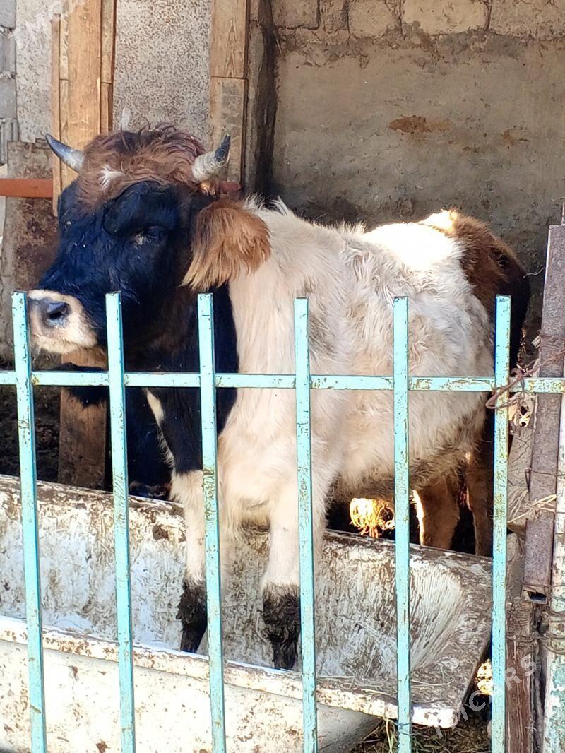 Okuz - Ашхабад - img 2