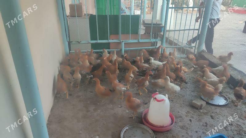 satlyk juje - Garadamak Şor - img 2