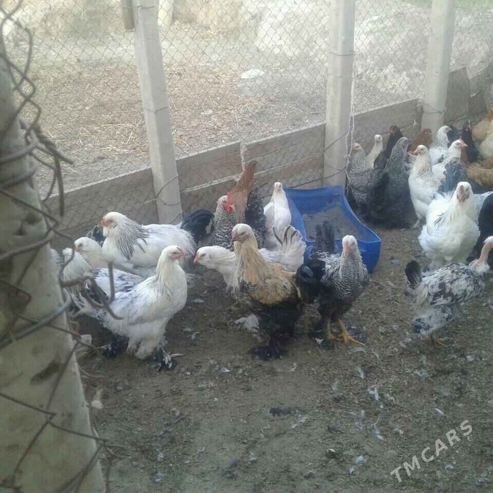 брама - Гёкдепе - img 3