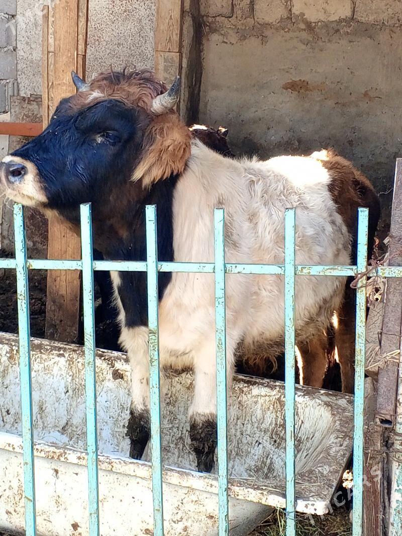 Okuz - Ашхабад - img 3