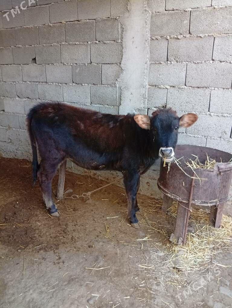 göle - Änew - img 2