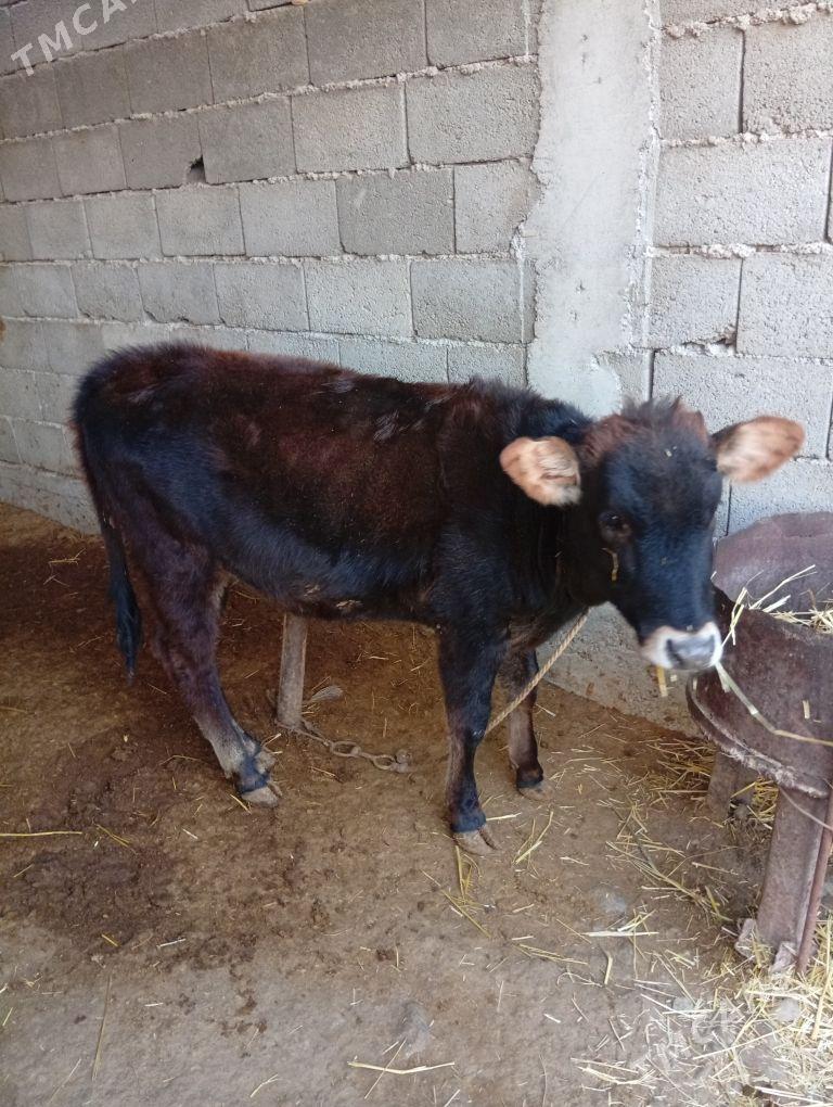 göle - Änew - img 3