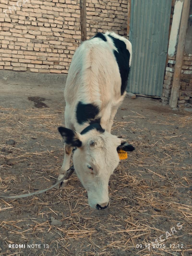 Kanatka unajyn - Türkmenabat - img 2