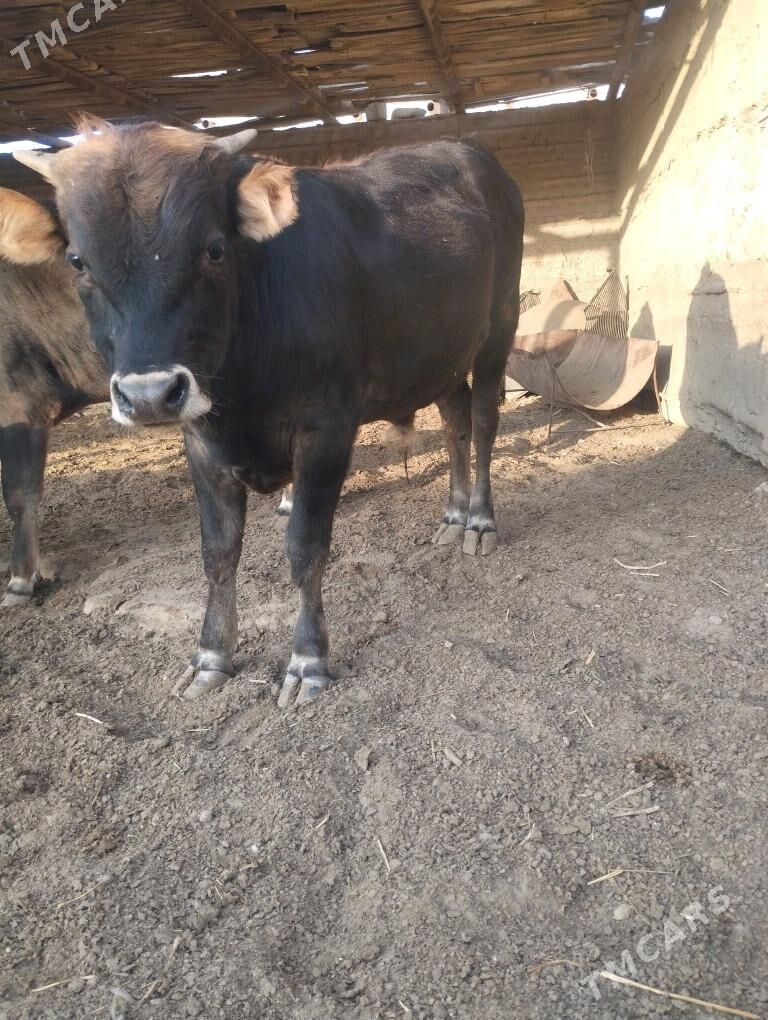 Okuzler doga gapyn maly - Балканабат - img 3