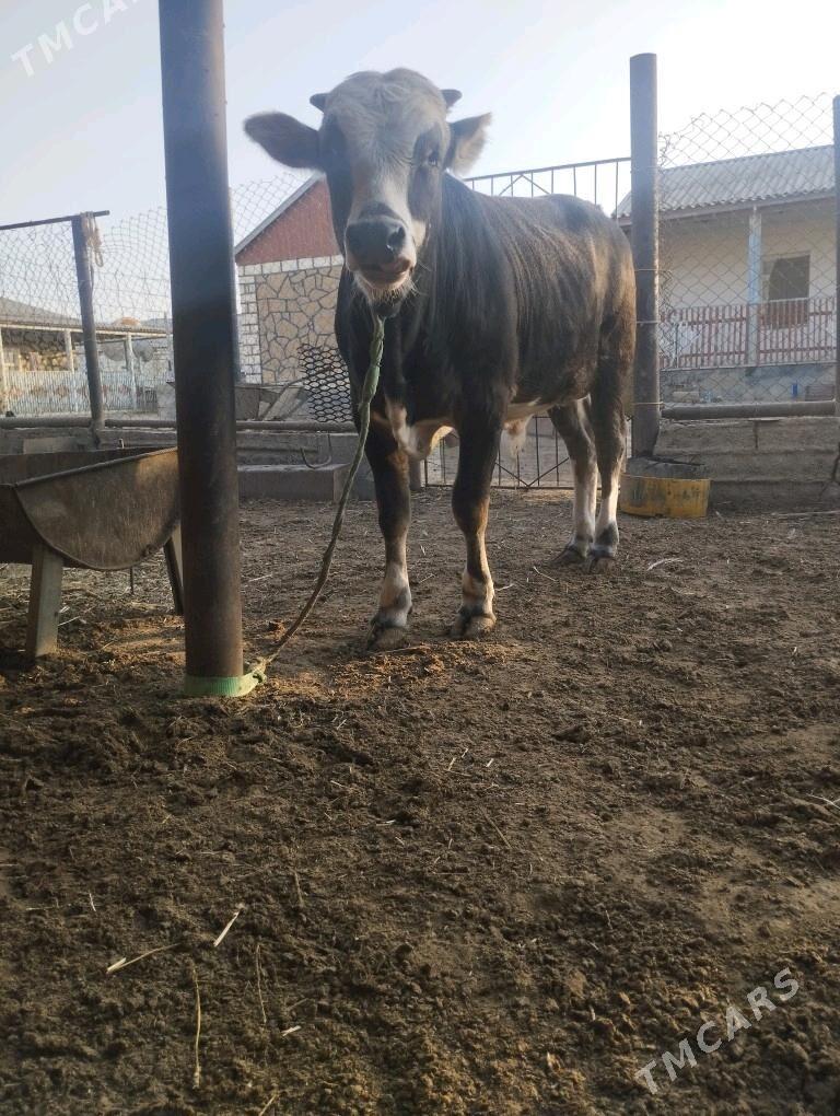 Okuzler doga gapyn maly - Балканабат - img 2