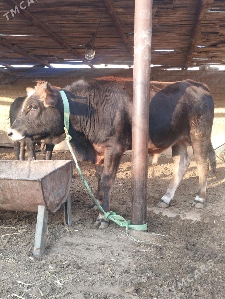 Okuzler doga gapyn maly - Балканабат - img 4