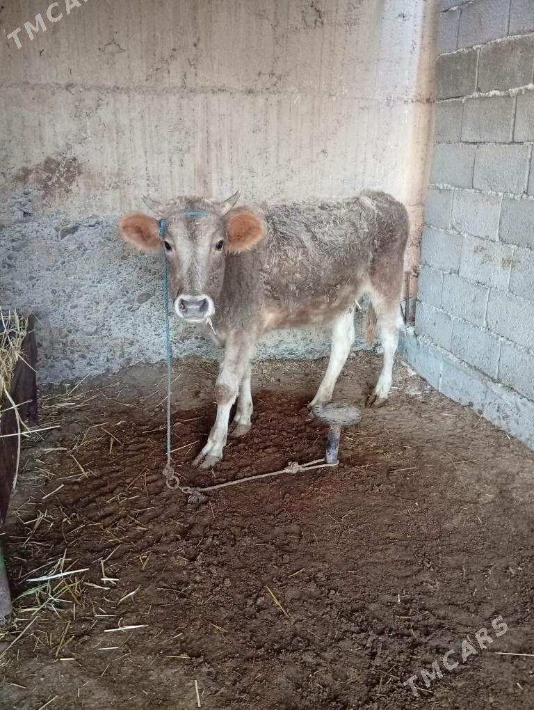 göle - Анев - img 2