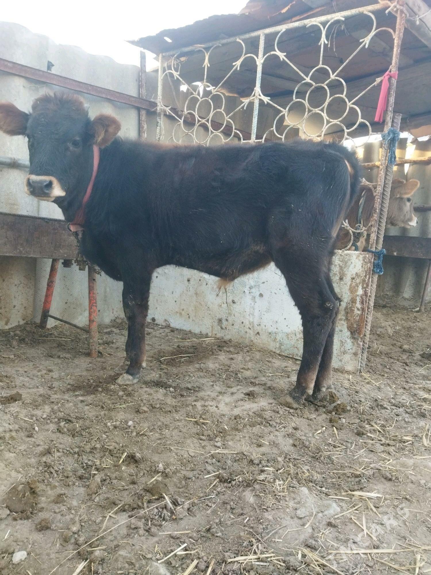 okuz - Ак-Бугдайский этрап - img 2