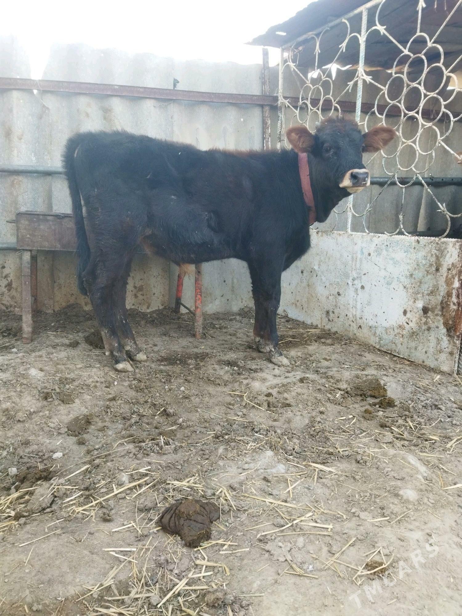 okuz - Ак-Бугдайский этрап - img 3