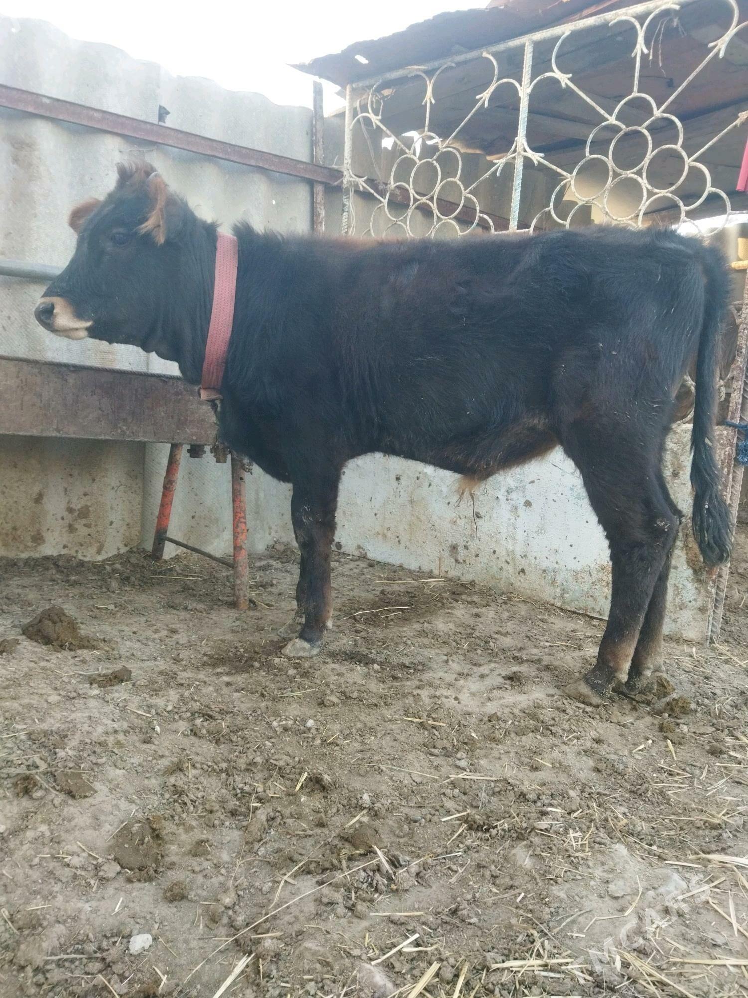 okuz - Ак-Бугдайский этрап - img 4