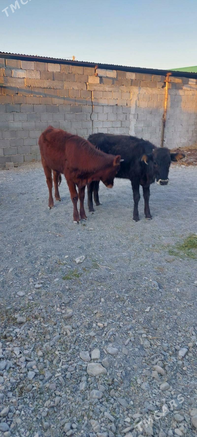 Sygyr - Чоганлы - img 5