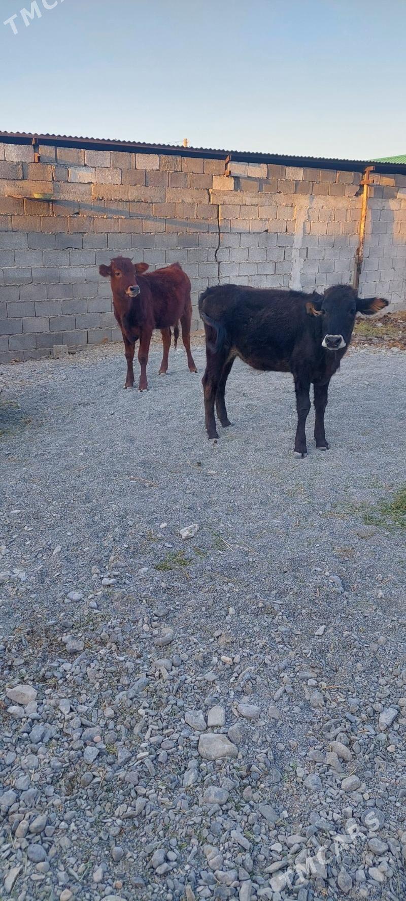 Sygyr - Чоганлы - img 2