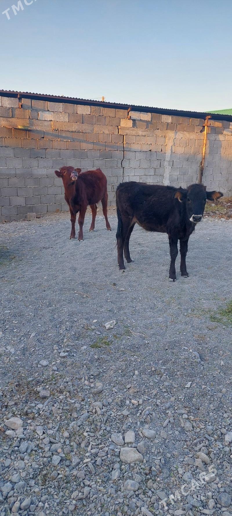 Sygyr - Чоганлы - img 3