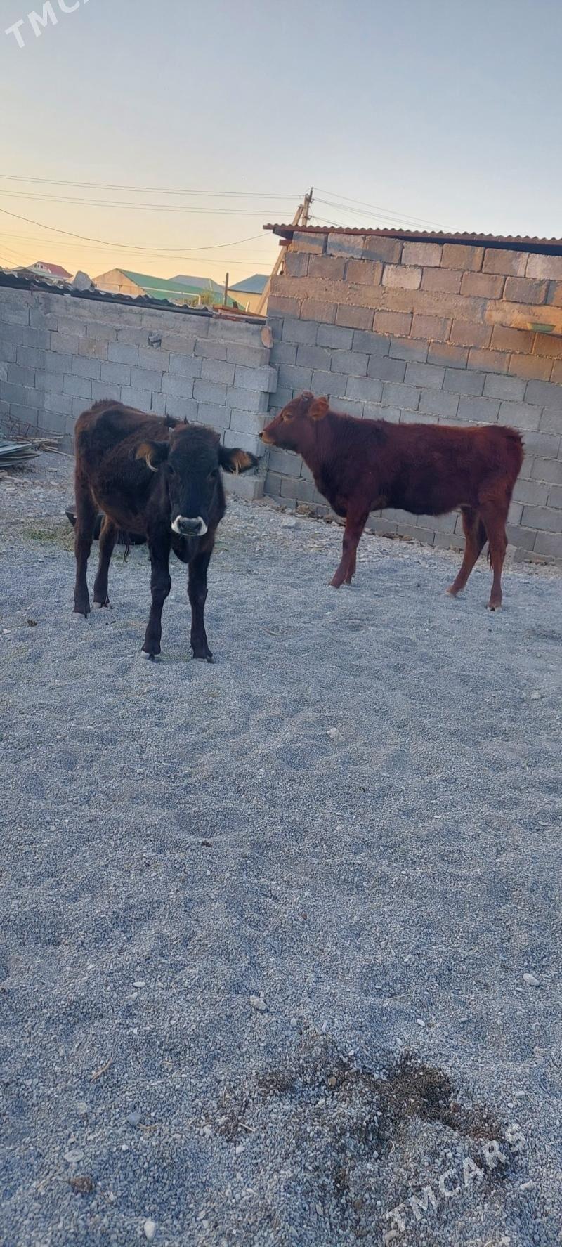 Sygyr - Чоганлы - img 4