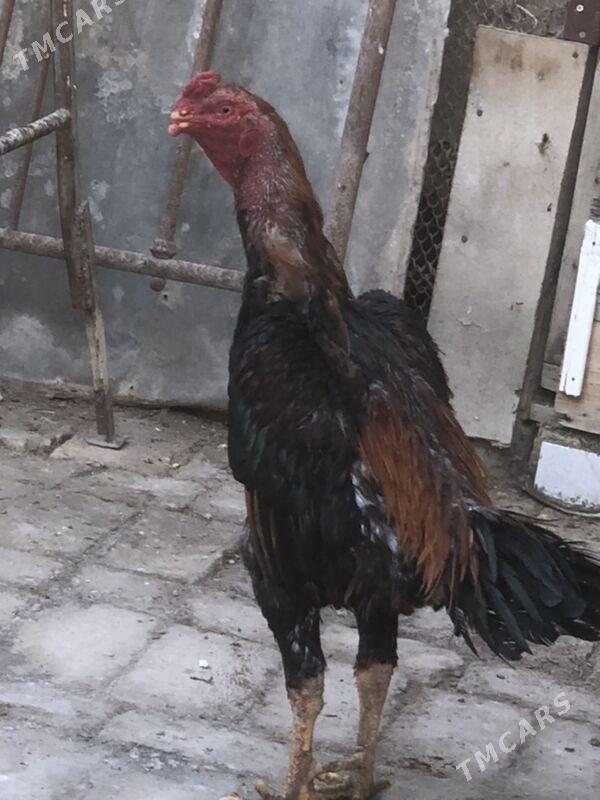 птица - Türkmenabat - img 2