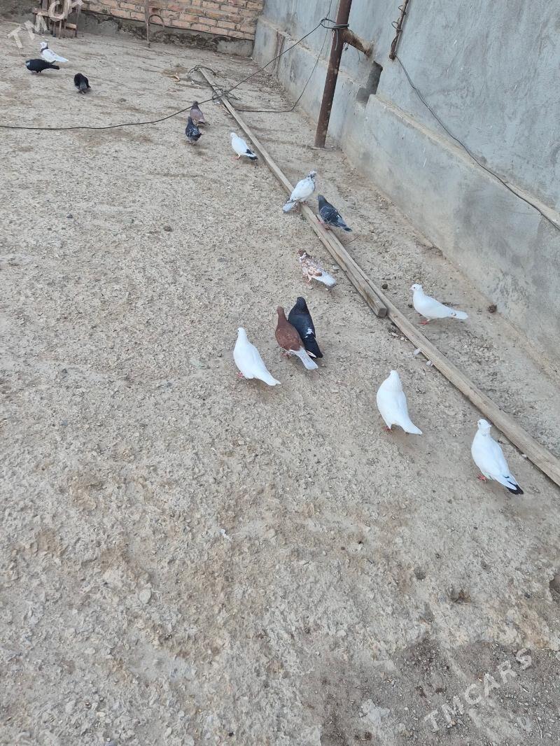 kepderi - Губадаг - img 9