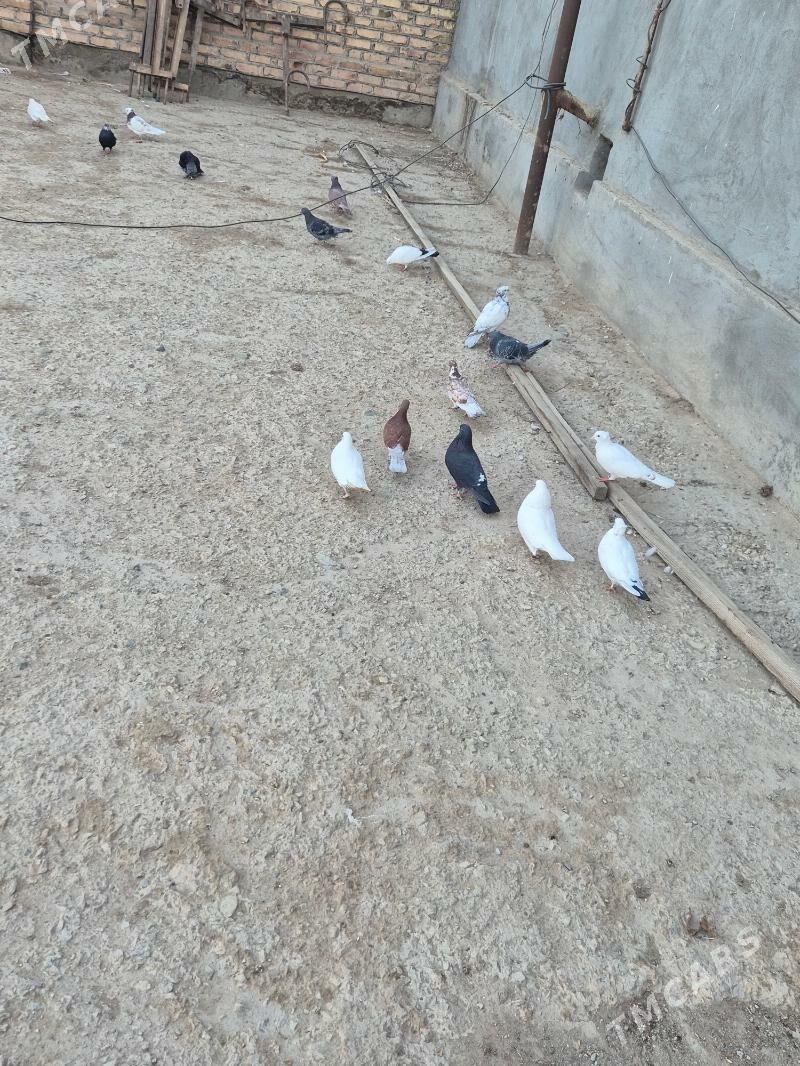 kepderi - Губадаг - img 7