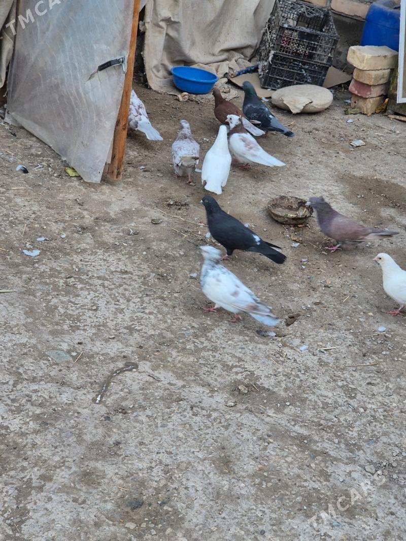 kepderi - Губадаг - img 4