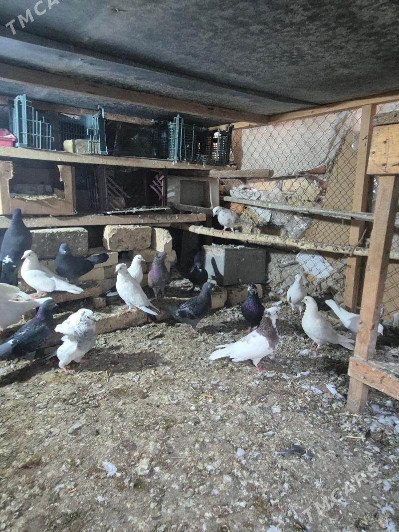 kepderi - Губадаг - img 2