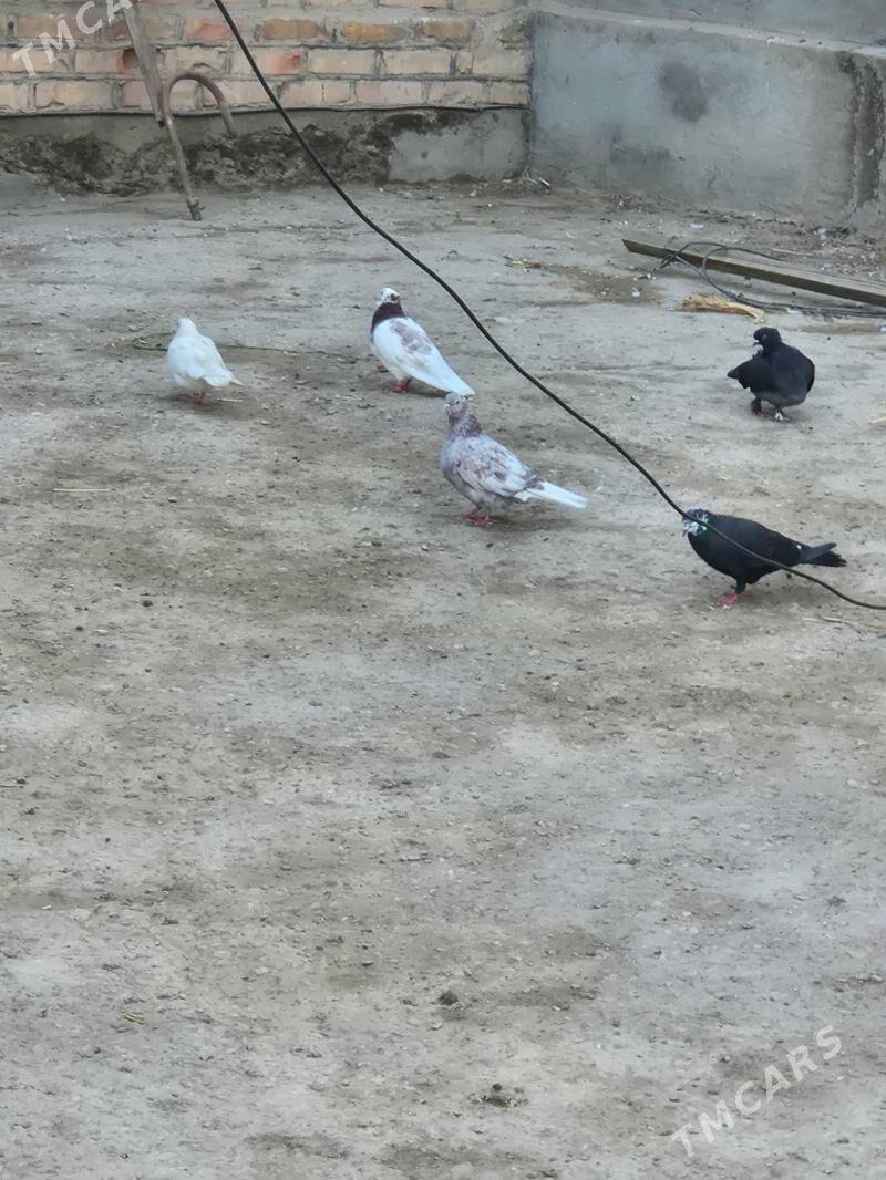 kepderi - Губадаг - img 8